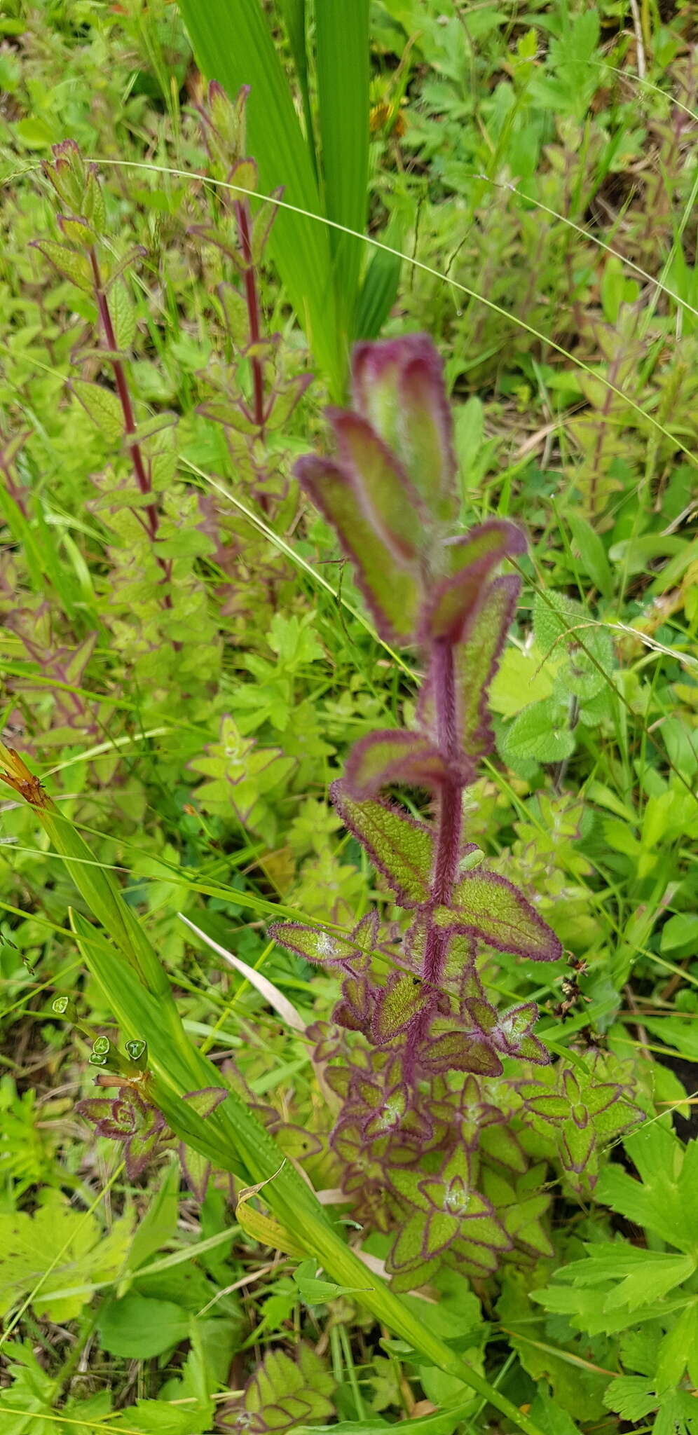 Image of Lamourouxia macrantha M. Mart. & Gal.