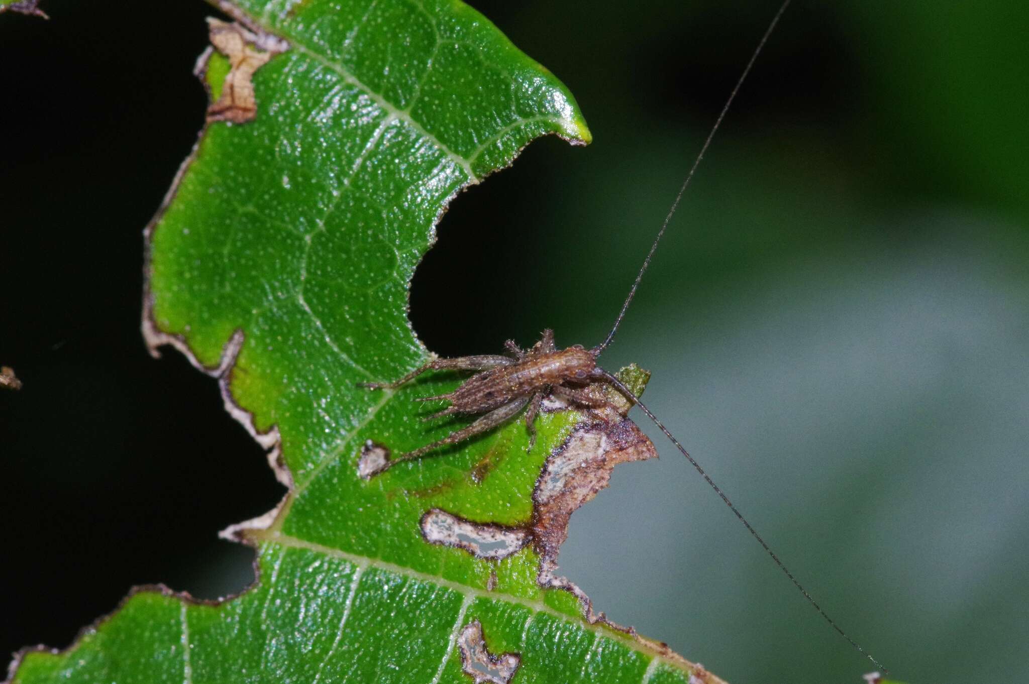 Image of Aphonoides rufescens Ichikawa 2001