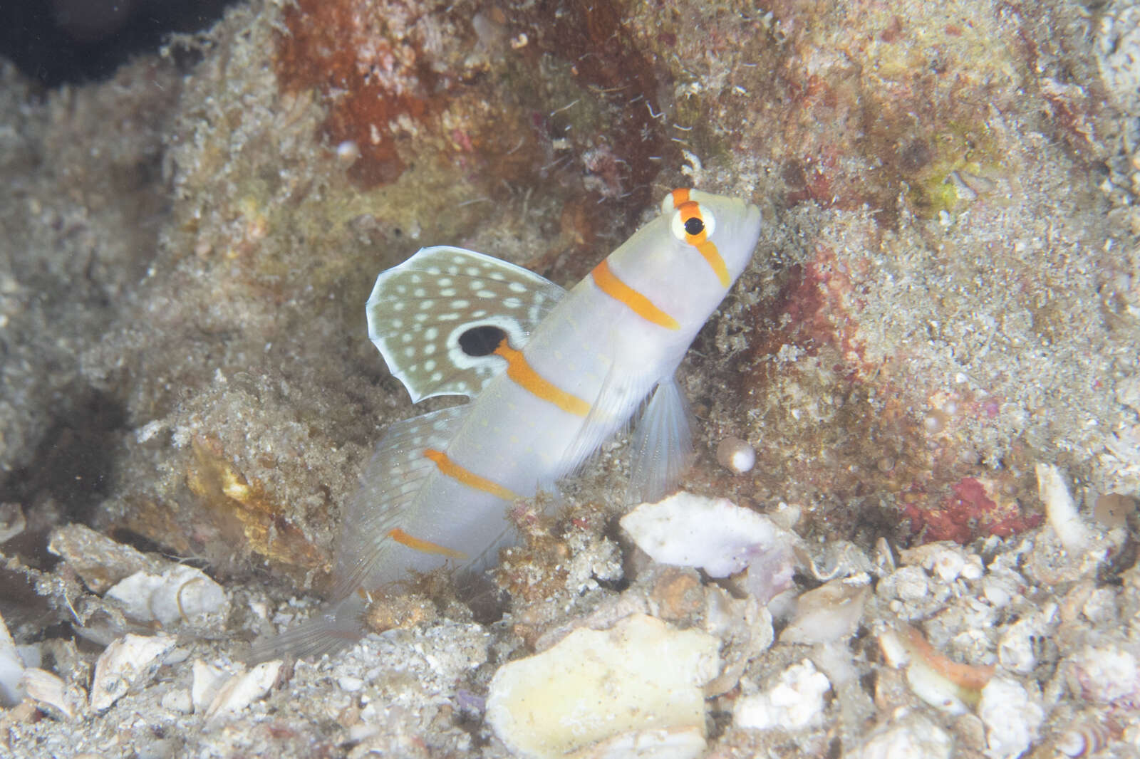 Image of Randall's prawn goby