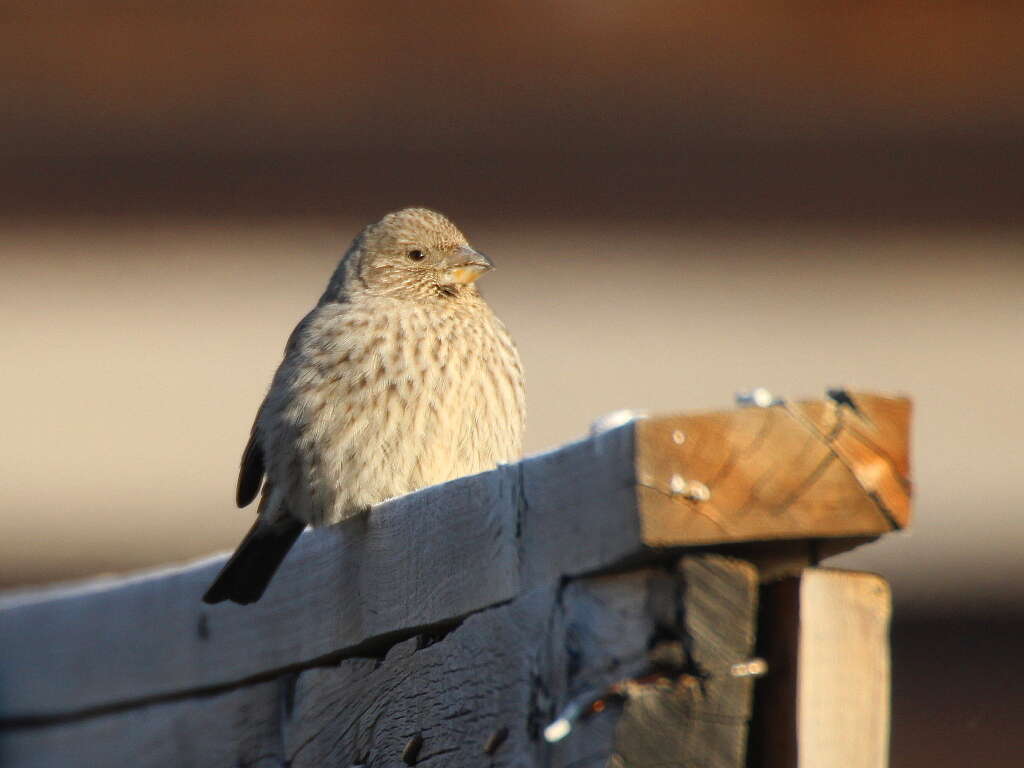 Image of Great Rosefinch