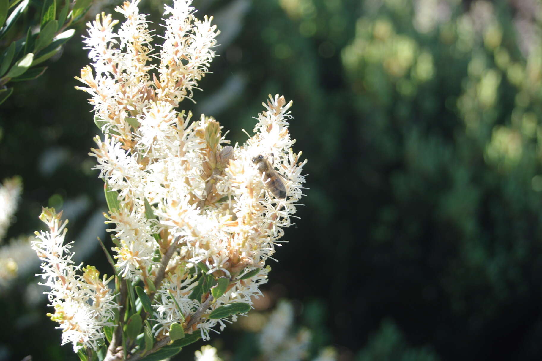 Image of Orites lancifolia F. Müll.