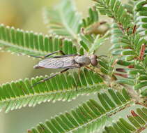 Image of Taenogerella elizabethae Winterton, Irwin & Yeates 1999