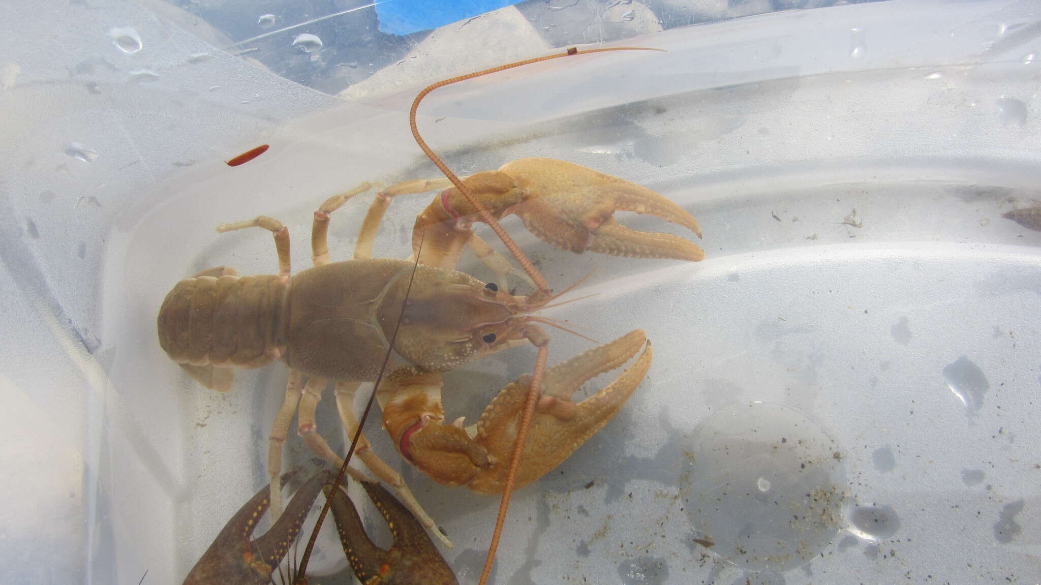 Image of Big Water Crayfish