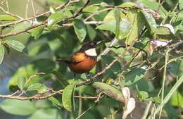 Image of Buff-throated Sunbird