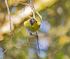 Image of Nelicourvi Weaver