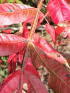 Rhus copallina L. resmi