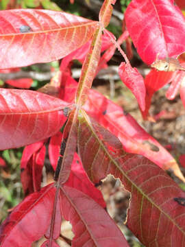 Image of Rhus copallina L.