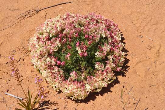 Image of Wreath Flower