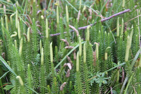 Image of Spinulum annotinum (L.) A. Haines