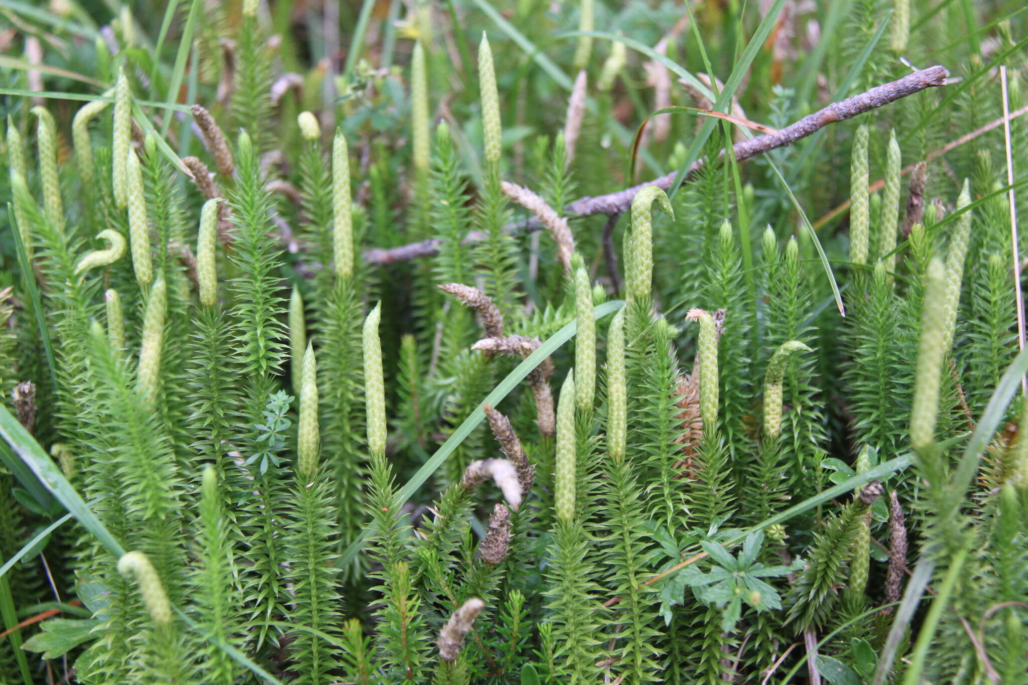 Image of Spinulum annotinum (L.) A. Haines