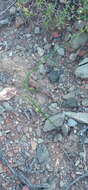 Image of Moraea karroica Goldblatt