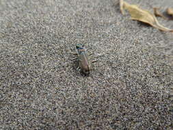 Image of Pacific Coast Tiger Beetle