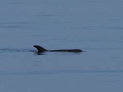 Image of pygmy killer whale