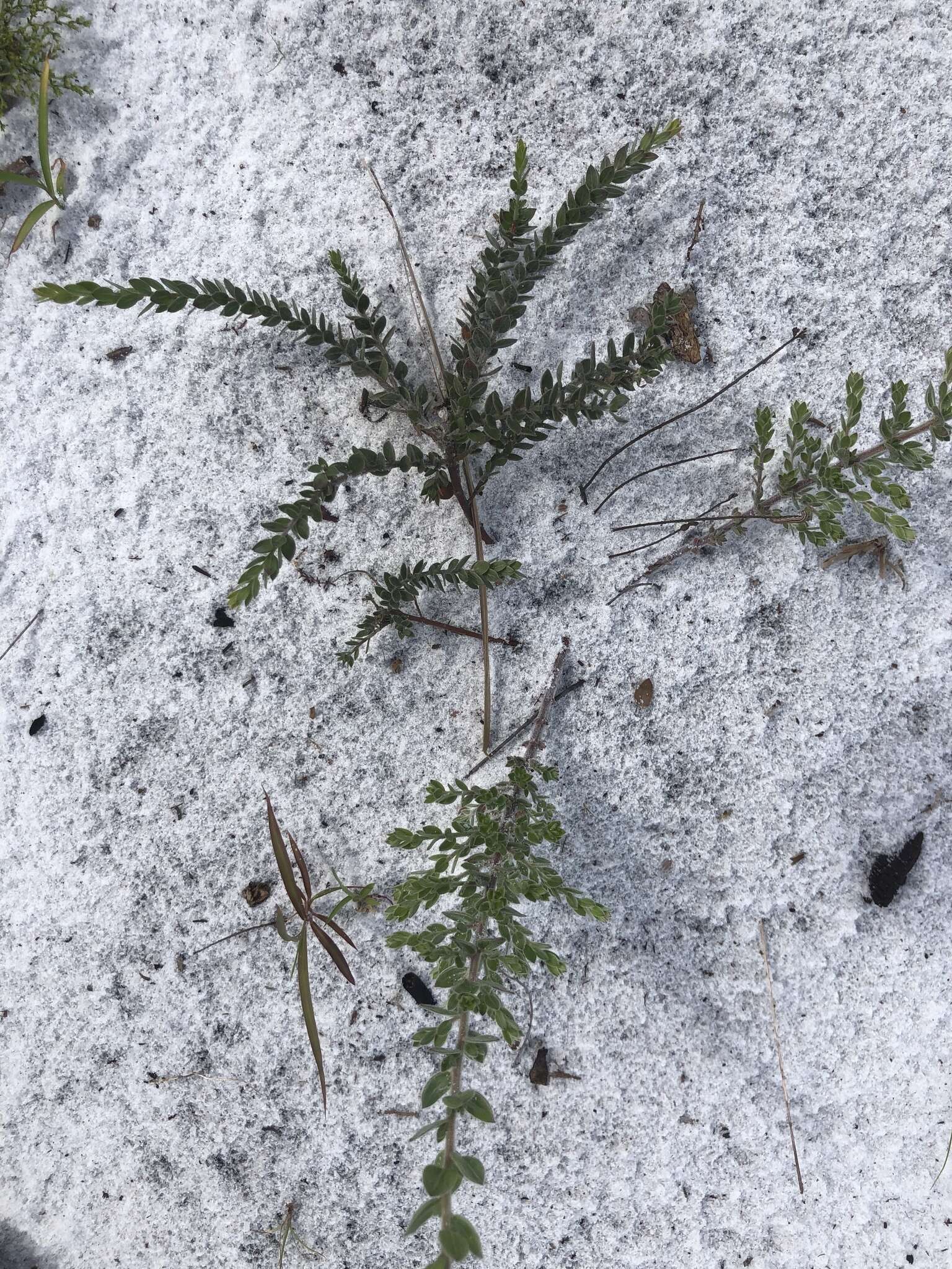 Image of Scrub Pinweed