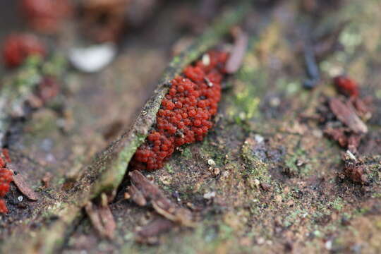 صورة Nectria pseudotrichia Berk. & M. A. Curtis 1854