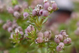 Imagem de Asperula gunnii Hook. fil.