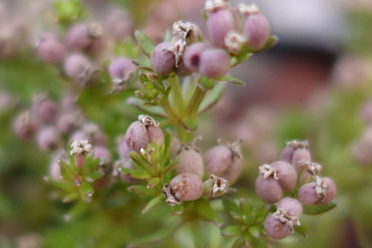 Imagem de Asperula gunnii Hook. fil.