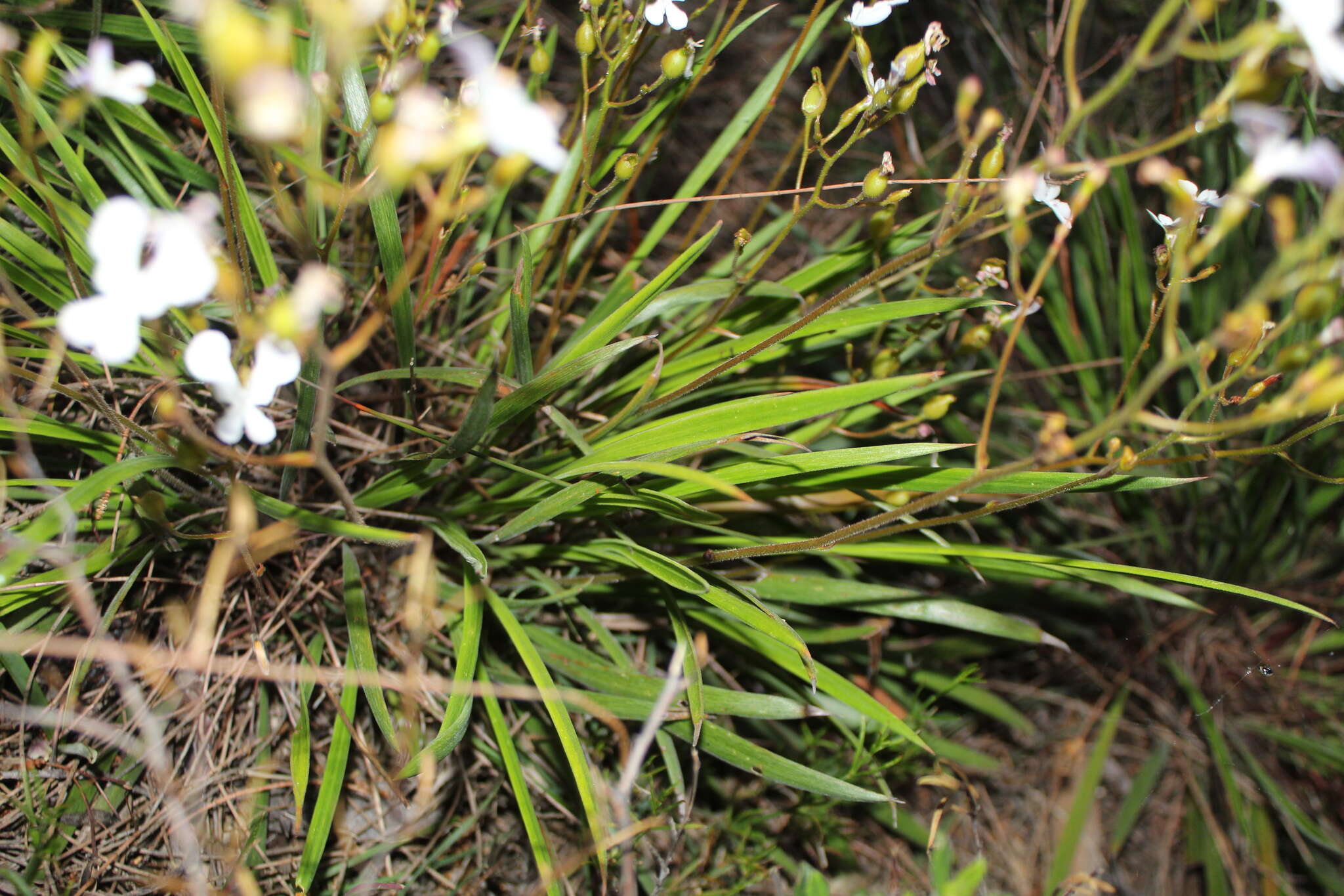 Image de Stylidium caricifolium Lindley