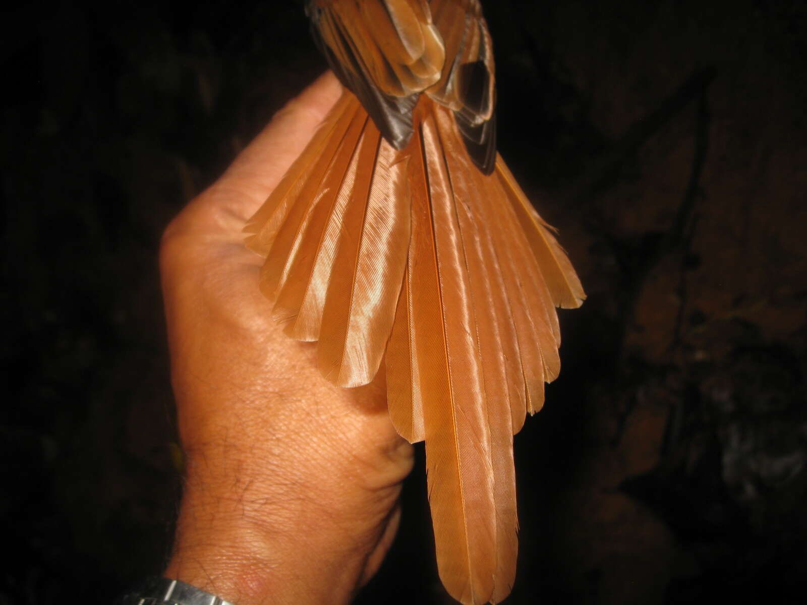 Image of Blyth's Paradise Flycatcher