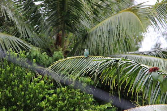 Image of Cook Islands fruit-dove