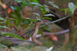 Image of White-bellied Rat Snake