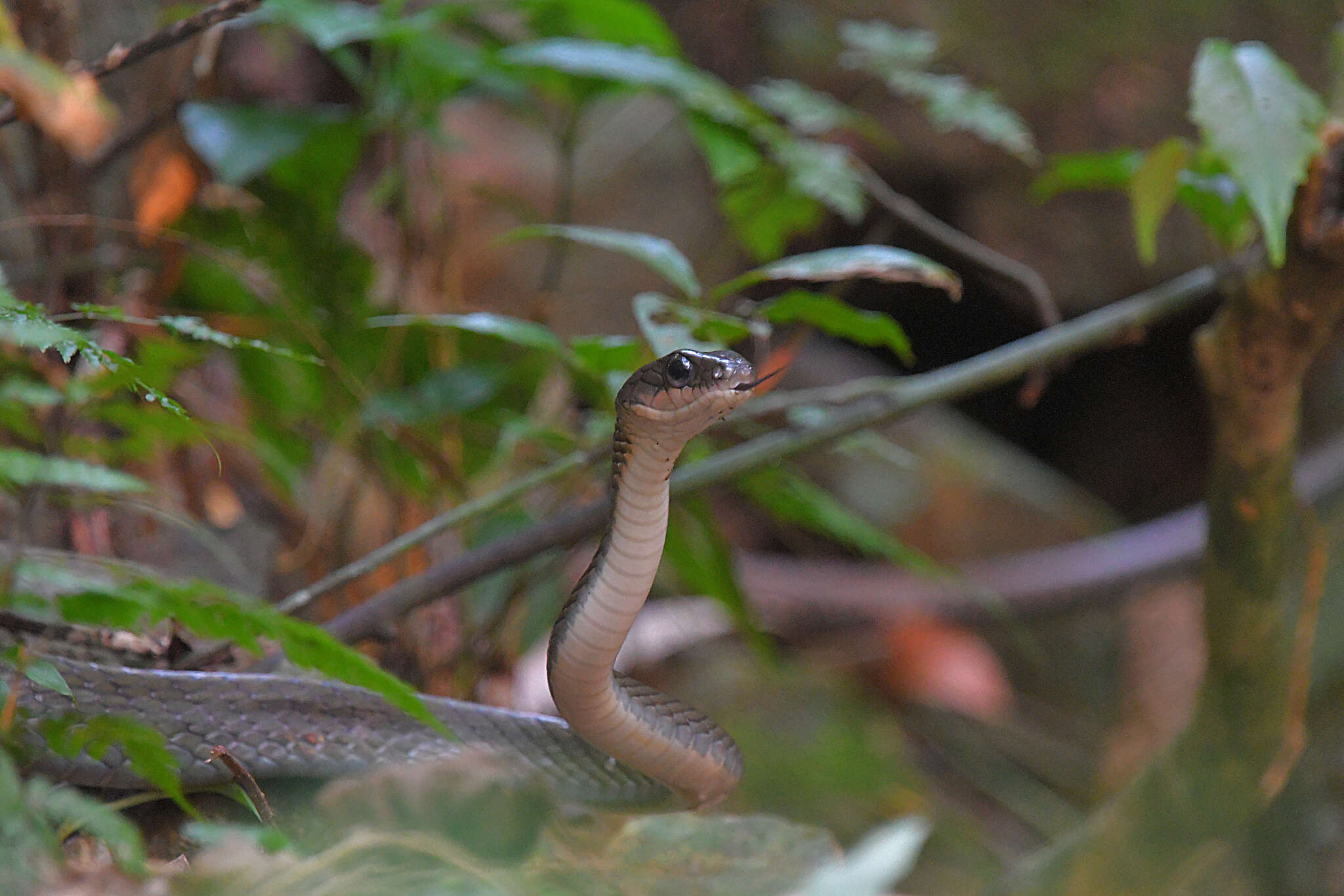 Image of White-bellied Rat Snake