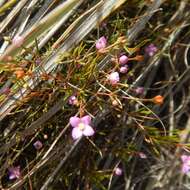 Image of Boronia filifolia F. Müll.