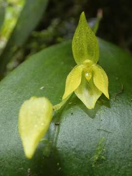 Image of Pleurothallis rowleei Ames