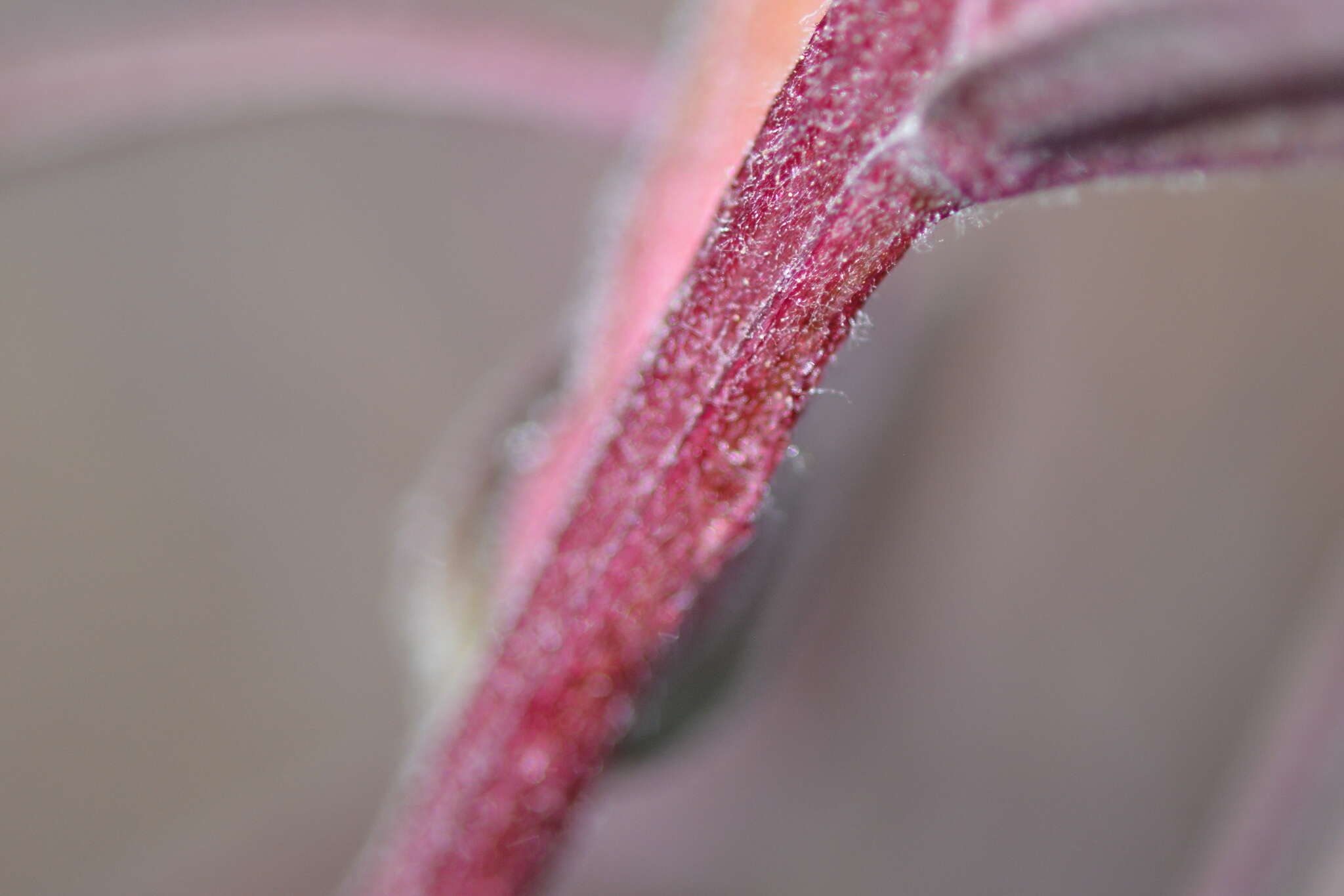 Image of longleaf Indian paintbrush