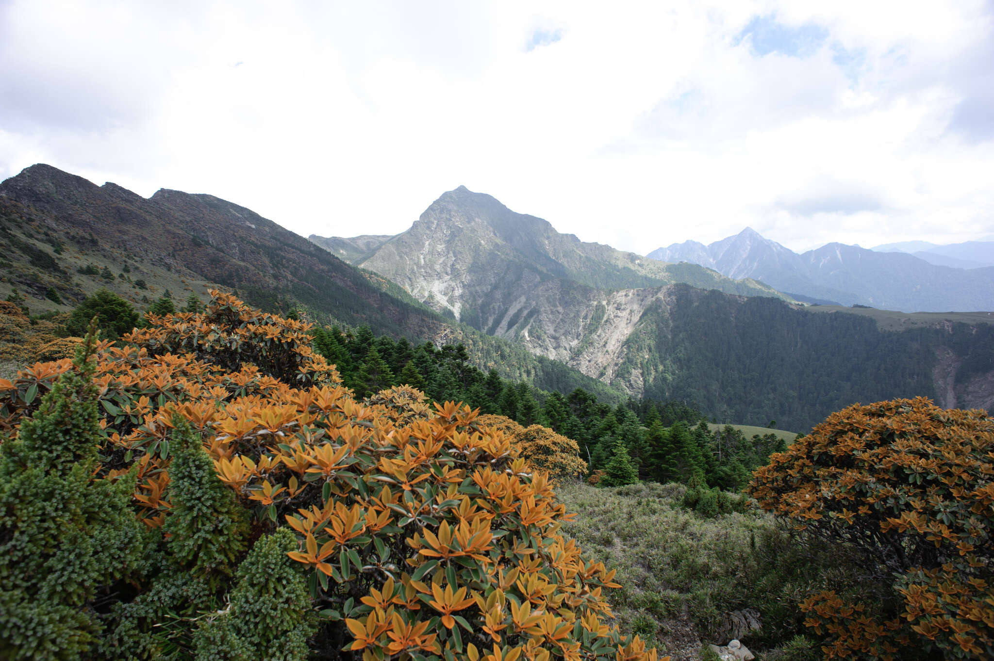 صورة Rhododendron hyperythrum Hayata