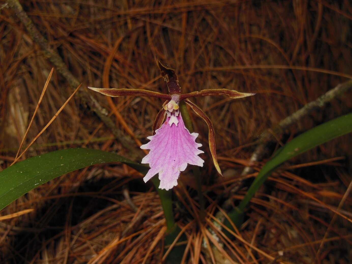 Image of Rhynchostele stellata (Lindl.) Soto Arenas & Salazar