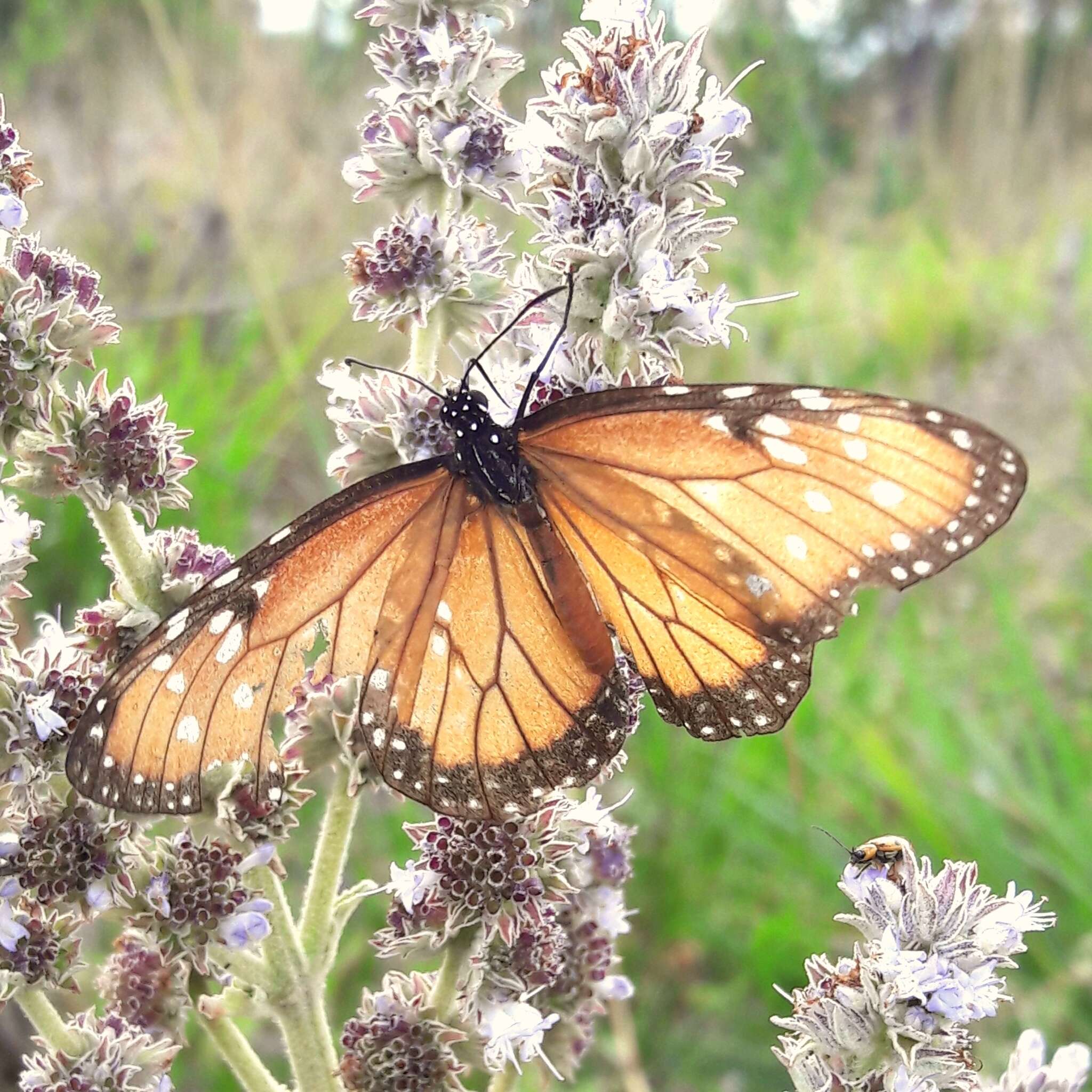 Image of <i>Danaus <i>gilippus</i></i> gilippus