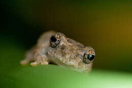 Image of Temple Tree Frog