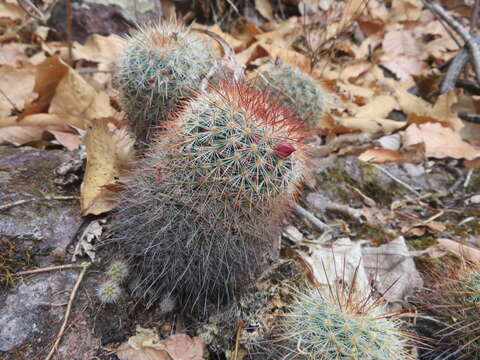 Image of Mammillaria nunezii (Britton & Rose) Orcutt