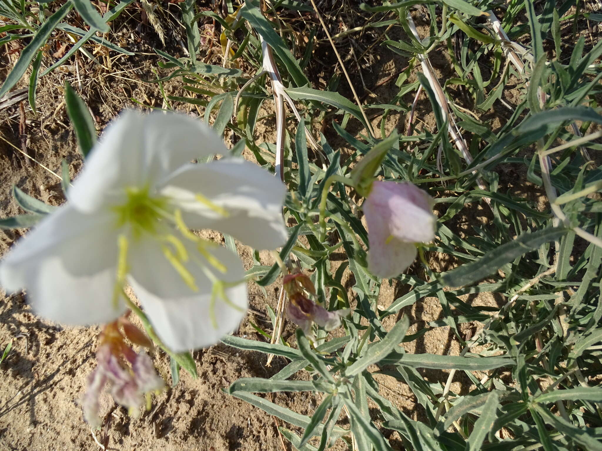 Слика од Oenothera pallida subsp. pallida