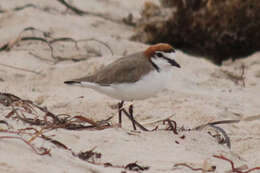 Imagem de Charadrius ruficapillus Temminck 1821