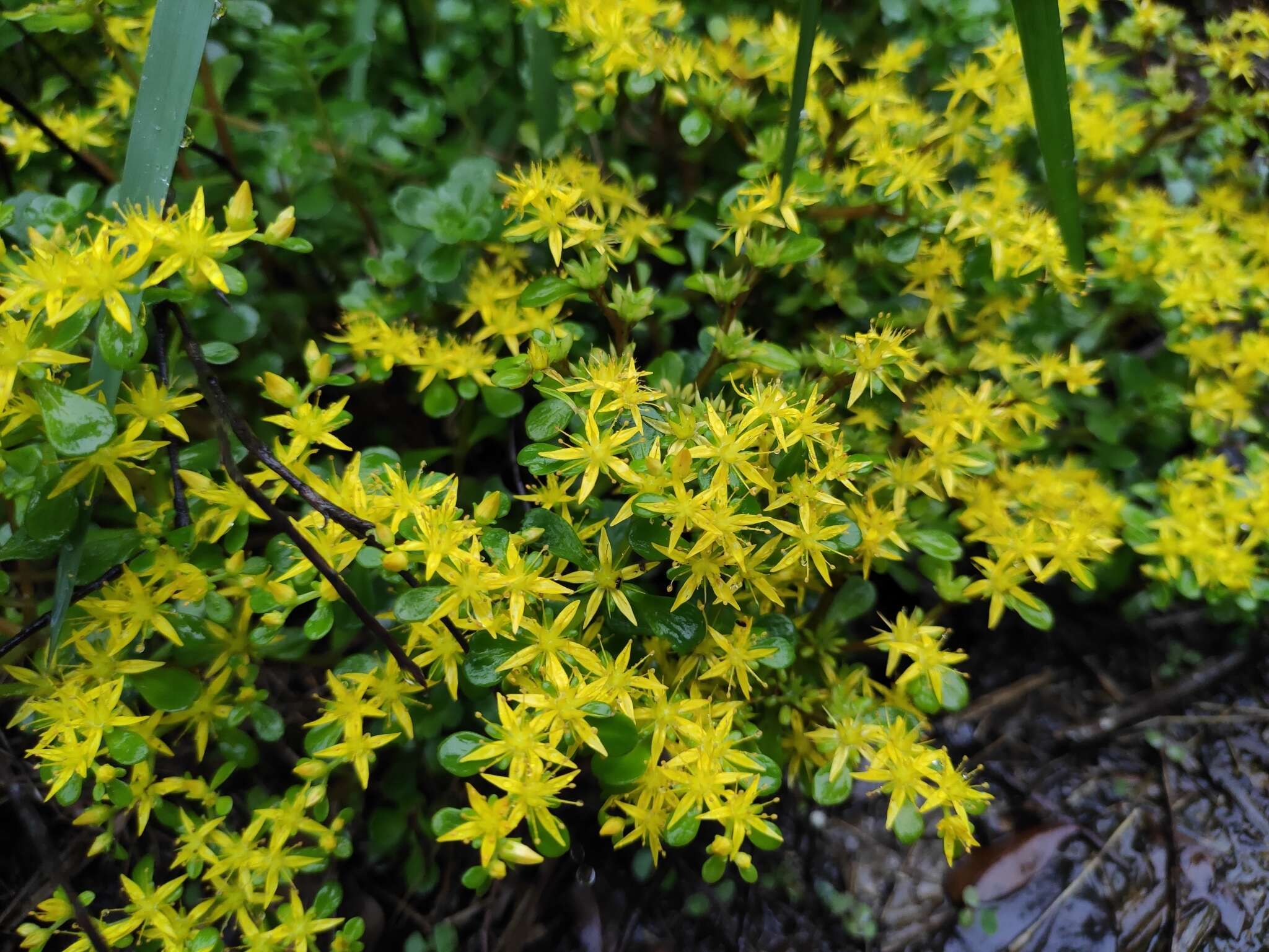 Слика од Sedum emarginatum Migo