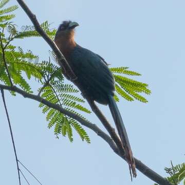 Image of Chestnut-breasted Malkoha