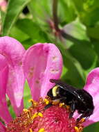 Image of Bombus mexicanus Cresson 1879