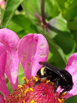 Imagem de Bombus mexicanus Cresson 1879