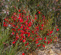 Image of Red Leschenaultia