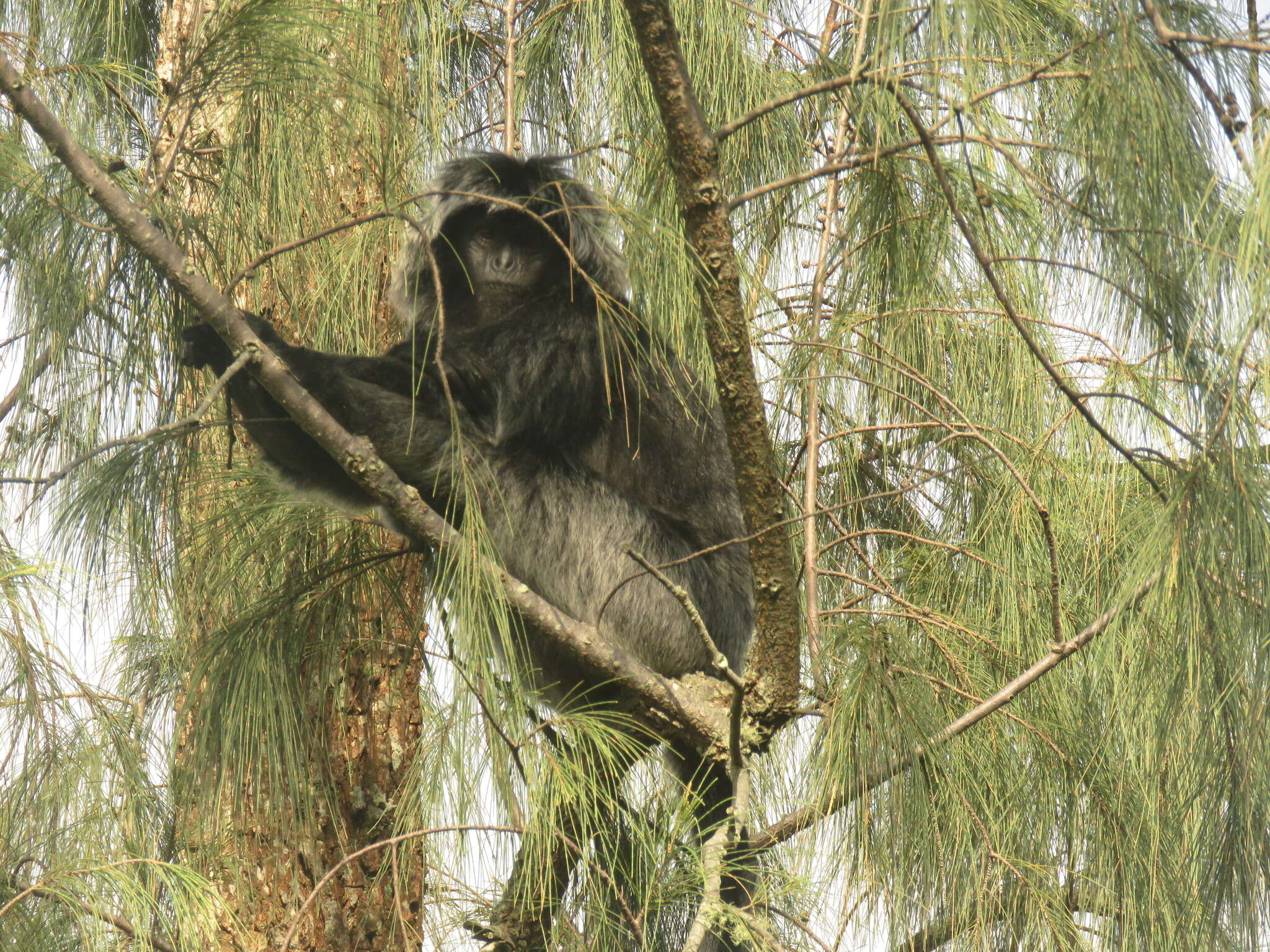 Image of Eastern Ebony Leaf Monkey