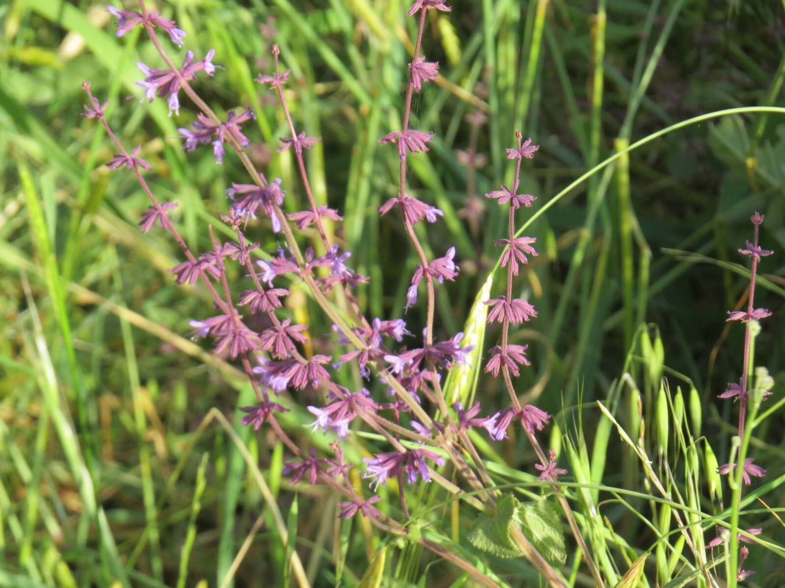 Imagem de Salvia judaica Boiss.