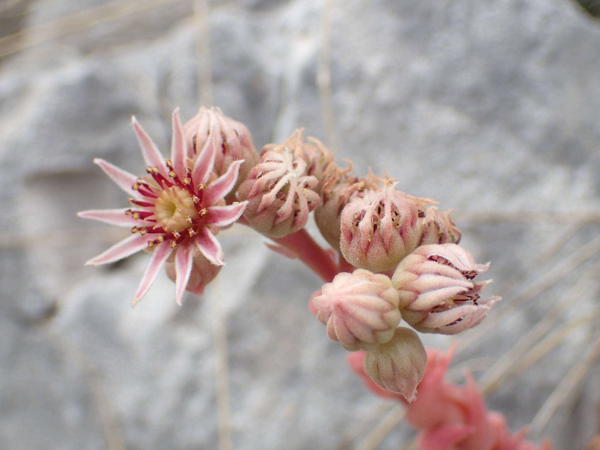 Image of Sempervivum marmoreum Griseb.