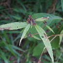 Image of Hedyosmum brenesii Standley