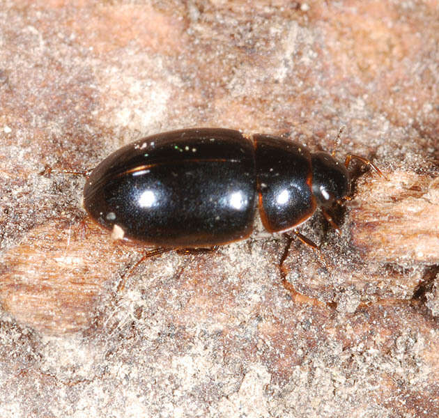 Image of Cymbiodyta marginella (Fabricius 1792)