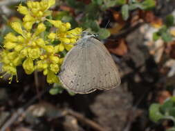 Image of Satyrium fuliginosa (Edwards 1861)