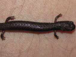 Image of San Simeon Slender Salamander