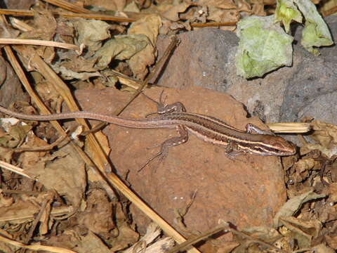 Image of Gallotia caesaris gomerae (Boettger & Müller 1914)