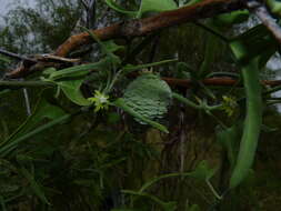 Araujia brachystephana (Griseb.) Fontella & Goyder resmi
